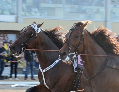 Ett varv kvar av derbyt med Maharajah och Yield Boko som stred huvud vid huvud. Foto; C.Kärrstrand